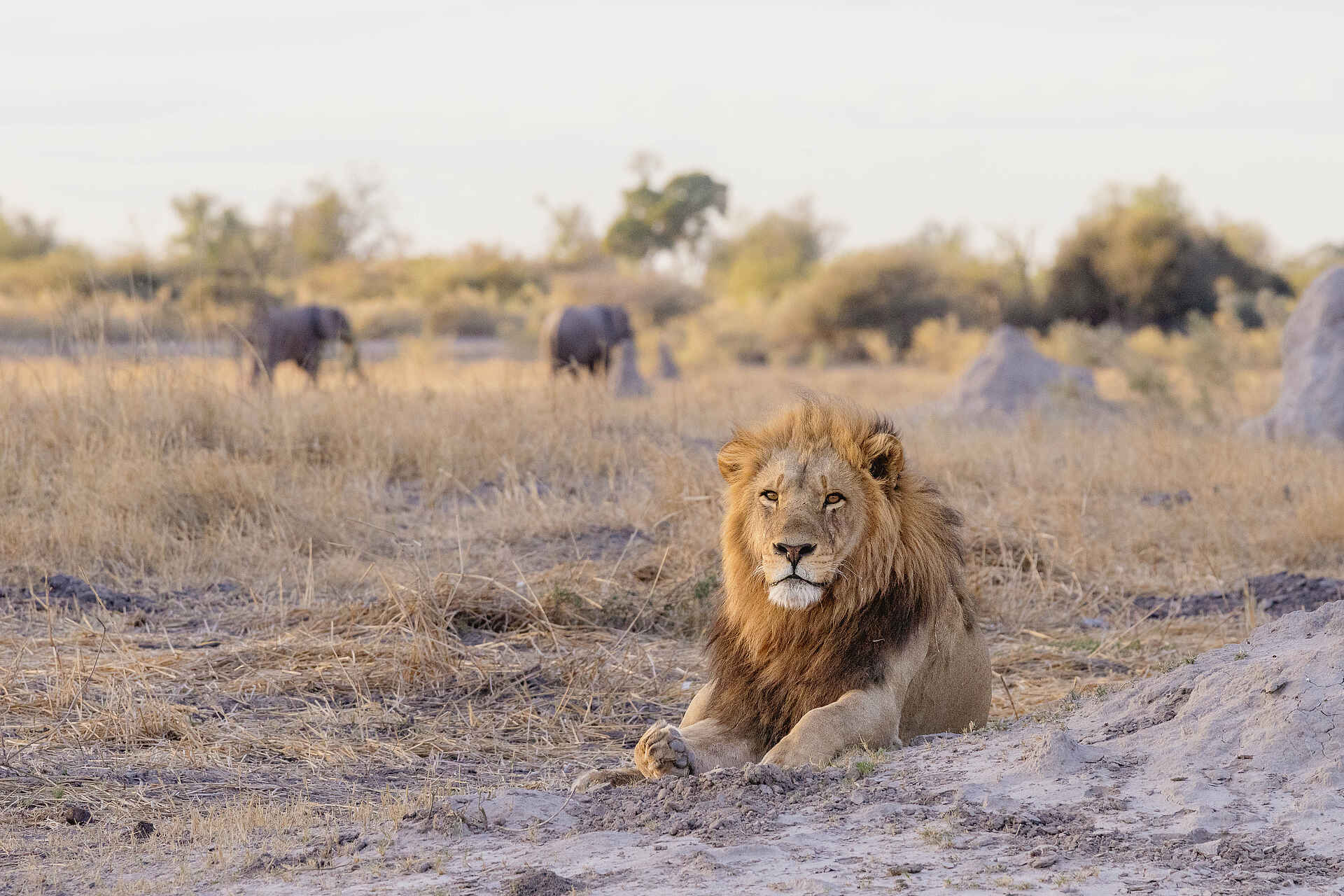 Mbamba: Ein imposanter Löwe