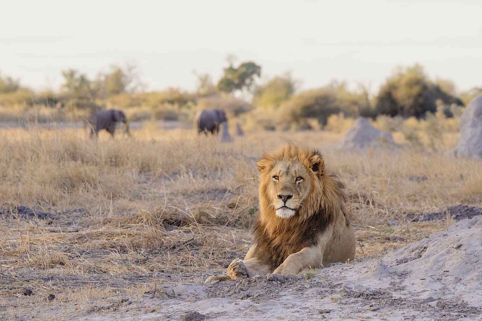 Mbamba: Ein imposanter Löwe Mbamba: Ein imposanter Löwe