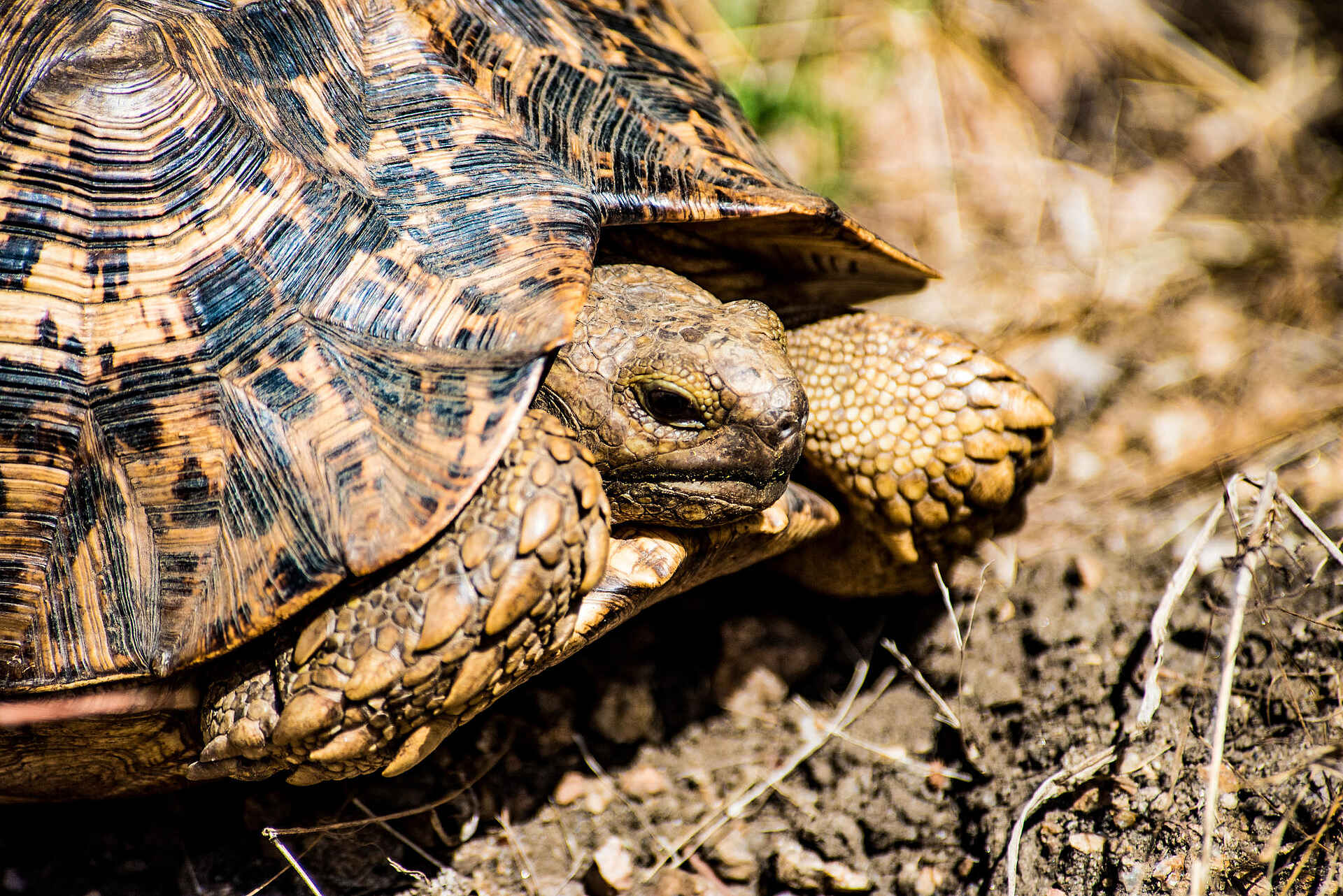 Mopriri Camp: Pantherschildkröte Mopriri Camp: Pantherschildkröte