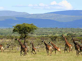 Naboisho Camp: Giraffenherde