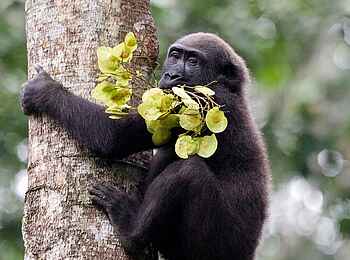 Ngaga Camp: Ein Gorilla ist bereit für einen Snack