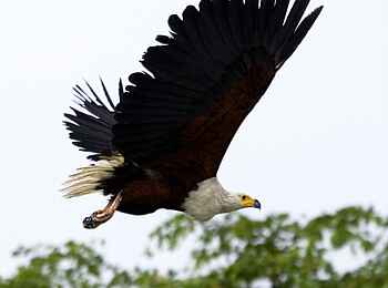 Robin Pope River Journeys: Fischadler