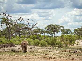 Savute Safari Lodge: Elefant Savute Safari Lodge: Elefant