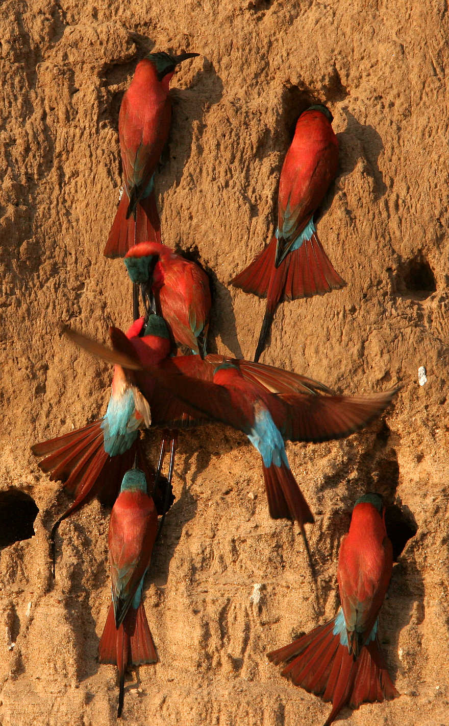 Shenton Carmine Bee Eater Hide: Gedränge vor den Bruthöhlen Shenton Carmine Bee Eater Hide: Gedränge vor den Bruthöhlen