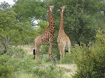 Simbavati Waterside Lodge: zwei Giraffen Simbavati Waterside Lodge: zwei Giraffen