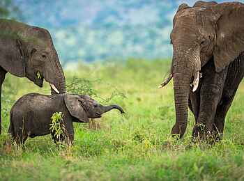 Singita Sasakwa: Elefanten