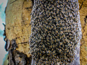 Sirikoi: Bienenschwarm