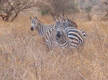 Soroi Leopards Lair Cottages: Zebras im Busch