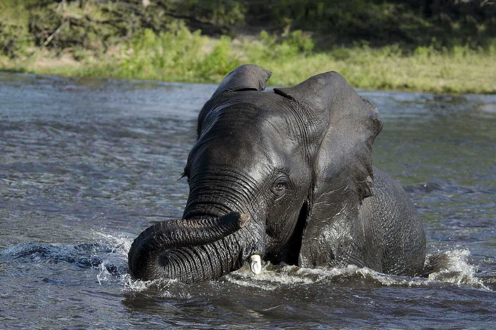 The Old House: Elefant The Old House: Elefant