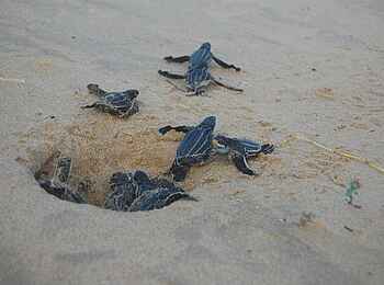 Thonga Beach Lodge: Frisch geschlüpfte Schildkröten Thonga Beach Lodge: Frisch geschlüpfte Schildkröten