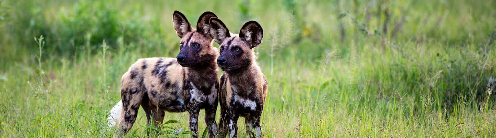 Tuludi Camp: Wildhunde Tuludi Camp: Wildhunde