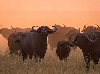 Wilderness Mokete Camp: Büffel im Sonnenuntergang