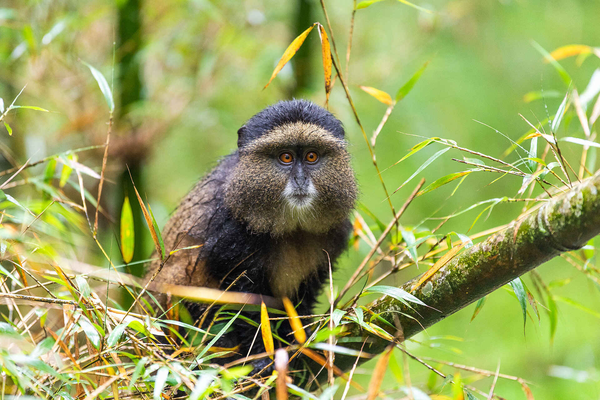 Wilderness Sabyinyo: Neugierige Goldmeerkatze