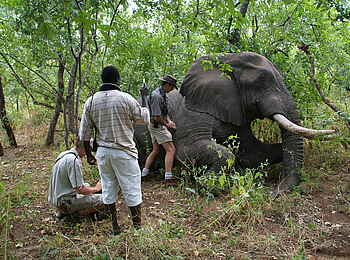 Baines River Camp: Tierärztliche Versorgung eines Elefanten Baines River Camp: Tierärztliche Versorgung eines Elefanten