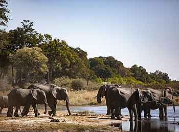 King's Pool Camp: Elefanten am Fluss