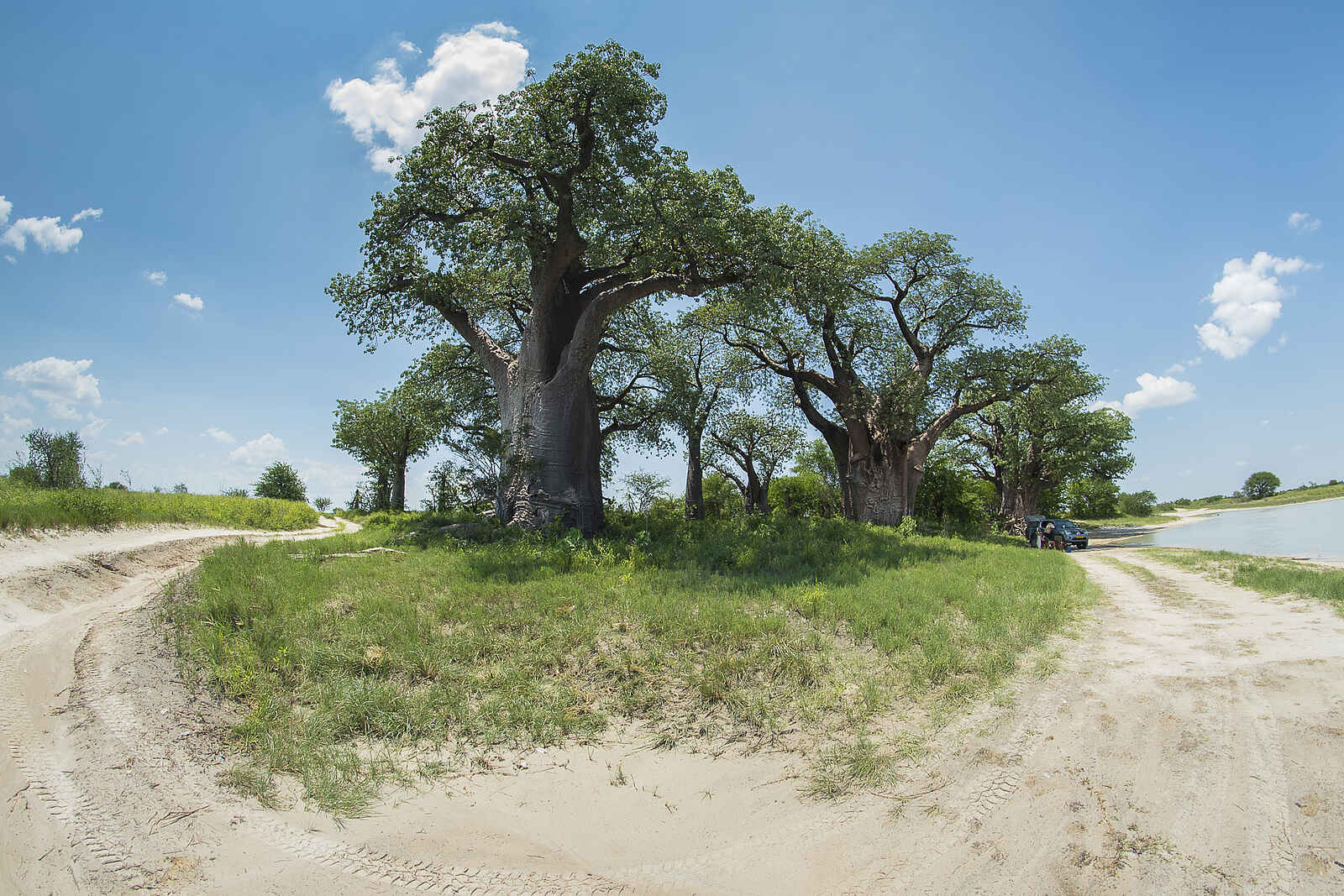 Leopard Plains: Baines Baobab Leopard Plains: Baines Baobab