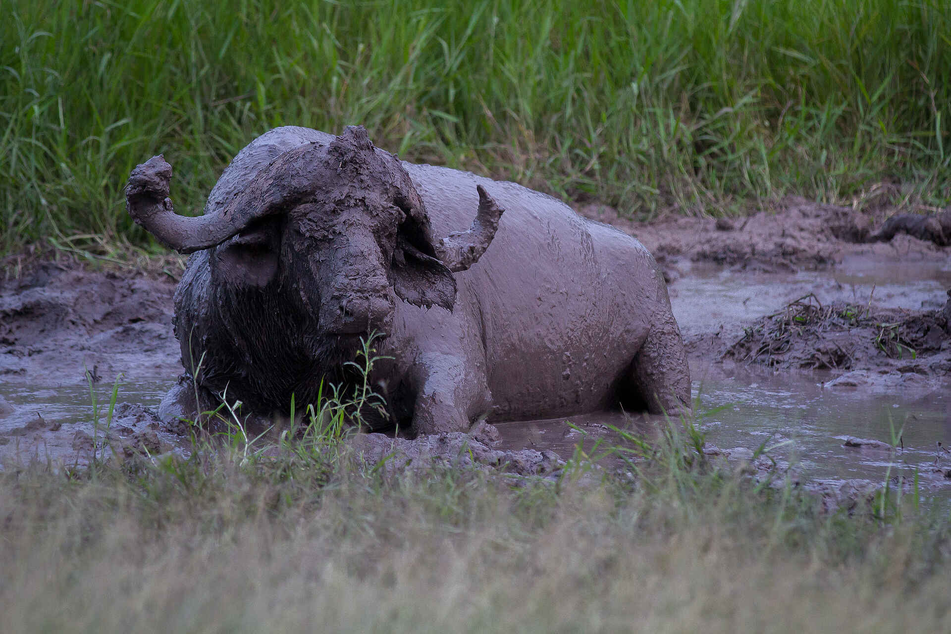 Big 5, Londolozi, Luxus Safari, Sabi Sands, Top Luxus, Landschaft, Safari, Tiere, Wildlife, Londolozi Varty Camp, Afrikarma, Afrikarma Safaris, Afrikarma Safaris - Wildnis. Hautnah., afrikarma.de