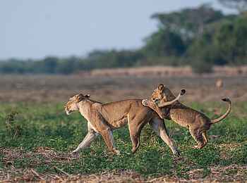 Ntemwa Busanga Bushcamp: Löwin mit ihrem Jungen