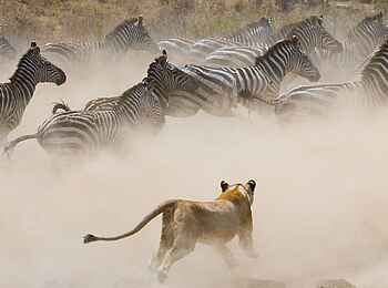 Olare Mara Kempinski: Zebrajagd