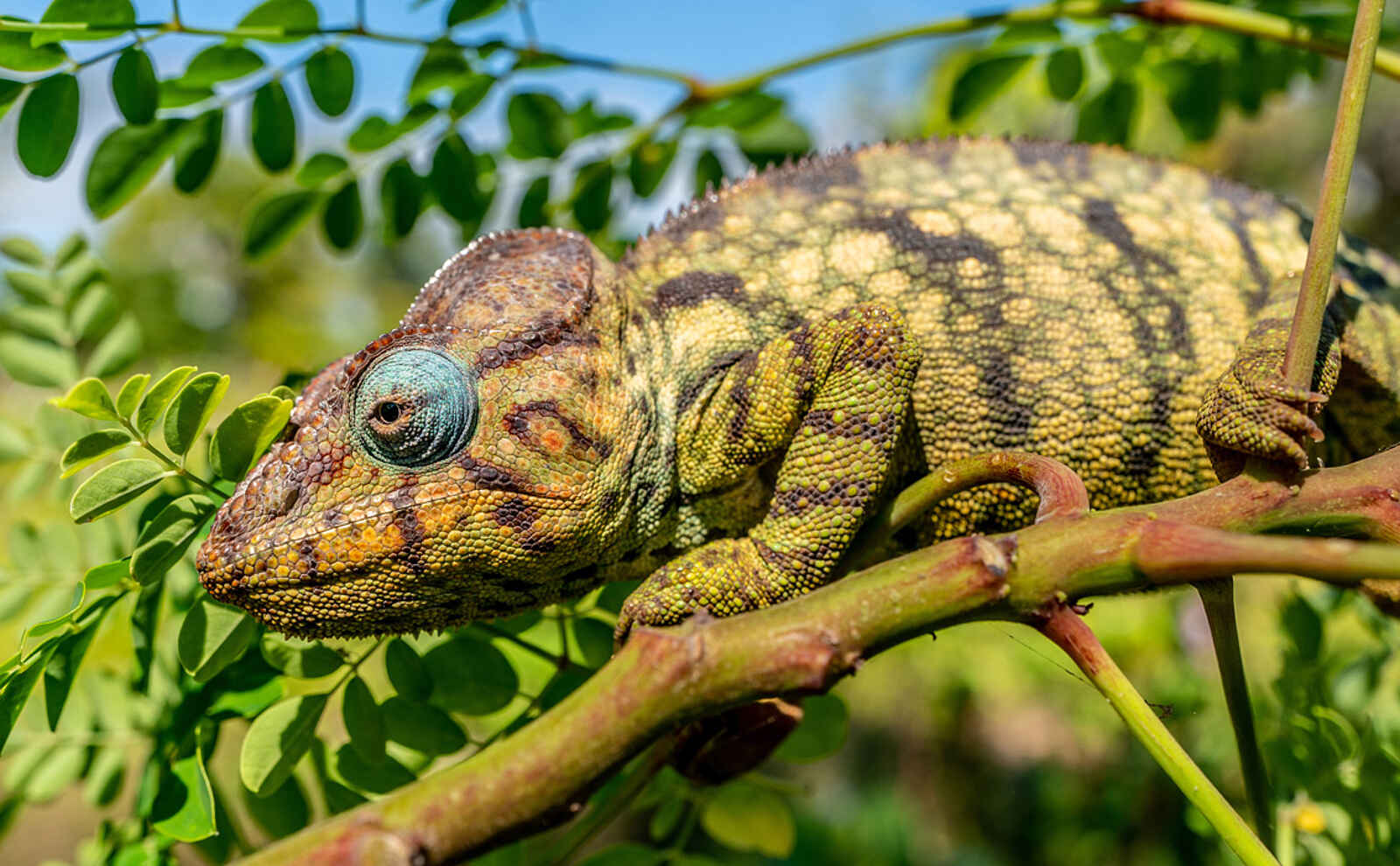 Time + Tide Miavana: Chamäleon Time + Tide Miavana: Chamäleon