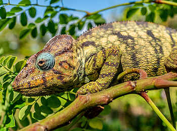 Time + Tide Miavana: Chamäleon