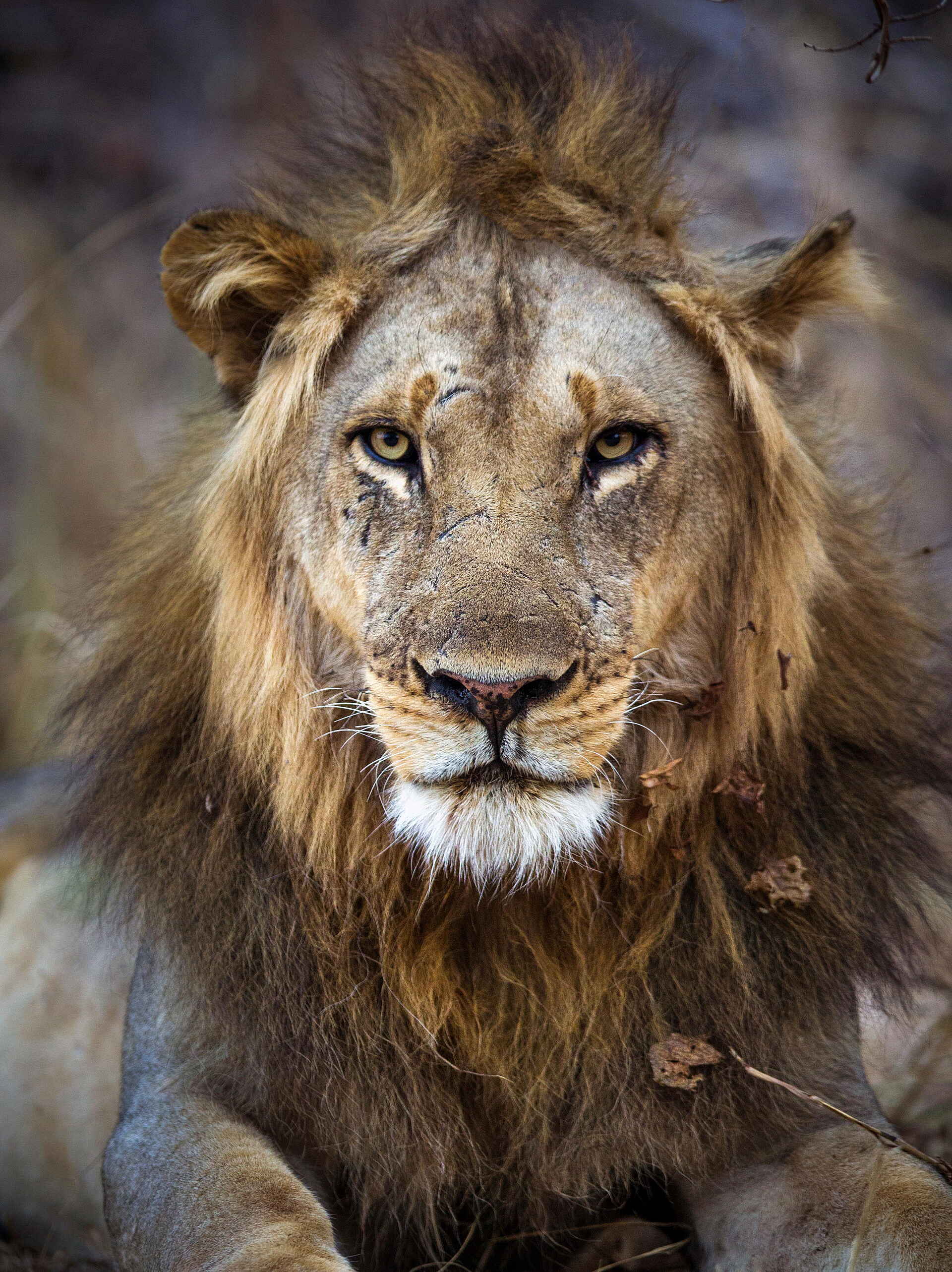 Time + Tide Luwi: Bonjour!