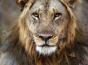 Time + Tide Luwi: Bonjour!