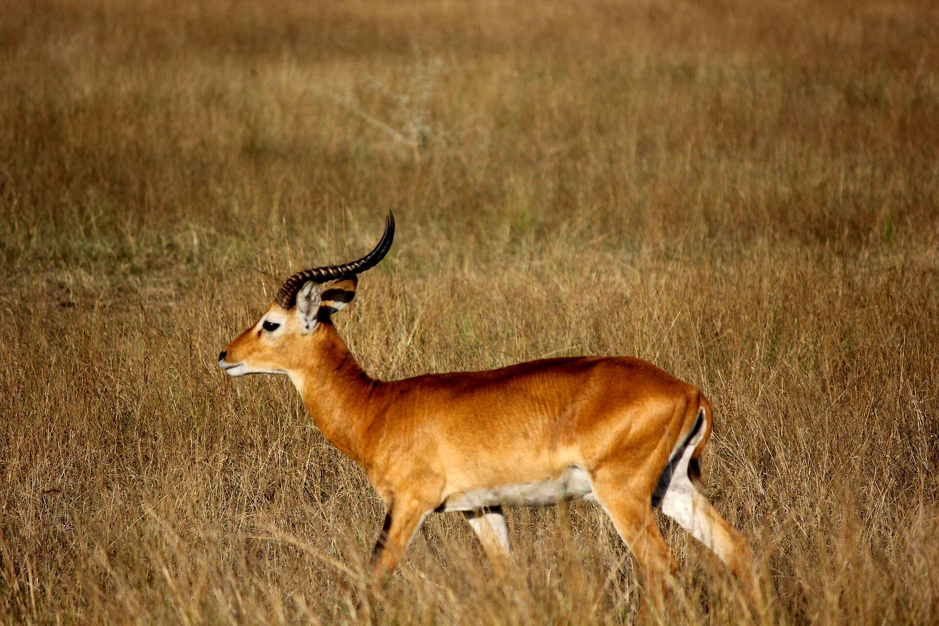 Volcanoes Kyambura Gorge Lodge: Uganda Kob im Gras
