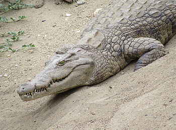 Changa Safari Camp: Ein Krokodil Changa Safari Camp: Ein Krokodil