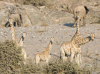 Hoanib Skeleton Coast Camp: Elefanten und Giraffen Hoanib Skeleton Coast Camp: Elefanten und Giraffen
