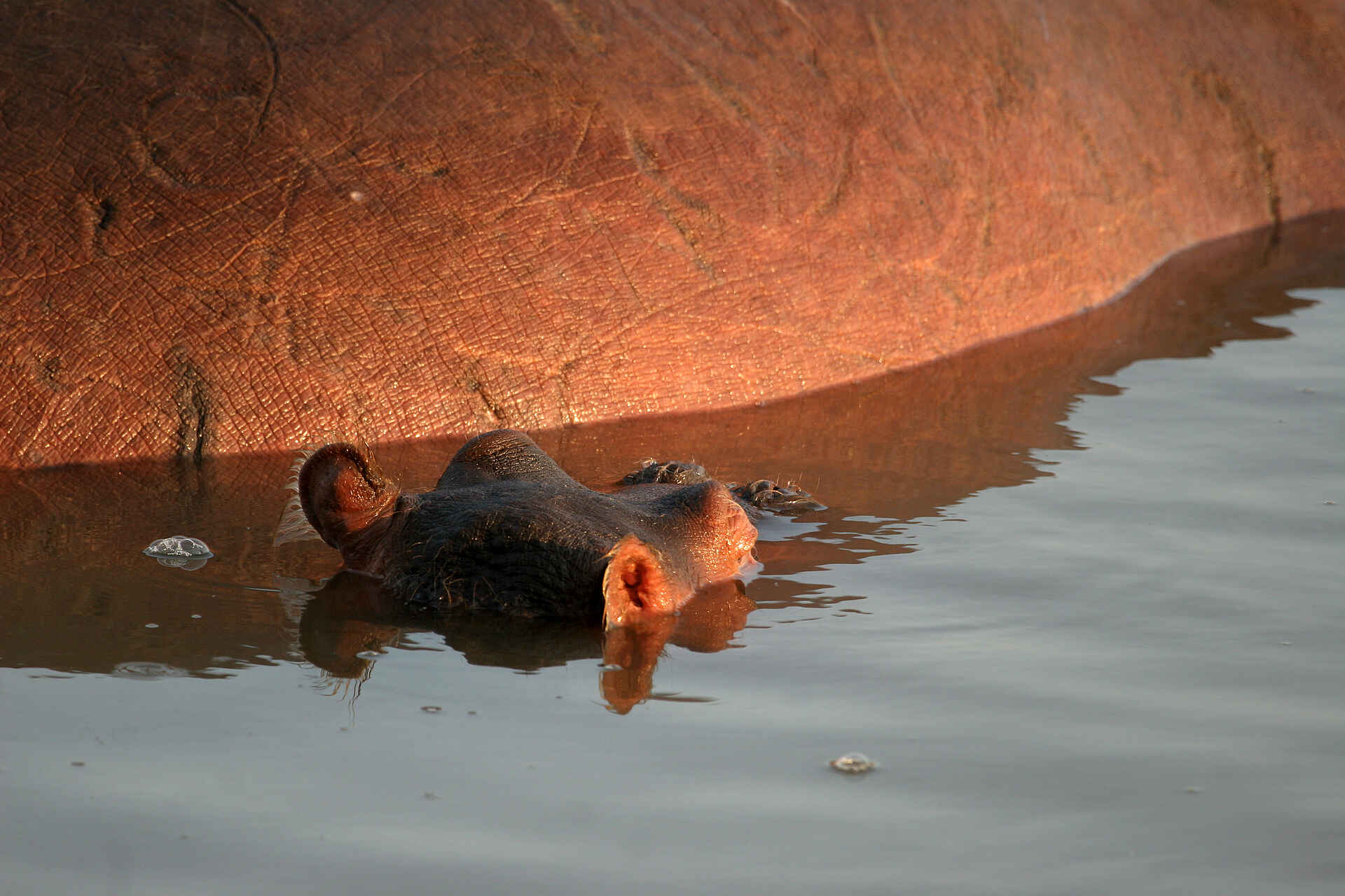 Kaingo Hippo Hide: Nilpferdbaby an der Seite seienr Mutter Kaingo Hippo Hide: Nilpferdbaby an der Seite seienr Mutter