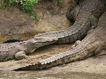 Katuma Bush Lodge: Drei Krokodile am Flussufer
