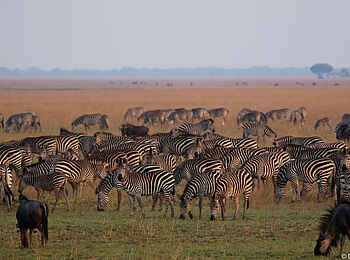 King Lewanika Lodge: Große Herden von Zebras und Gnus King Lewanika Lodge: Große Herden von Zebras und Gnus