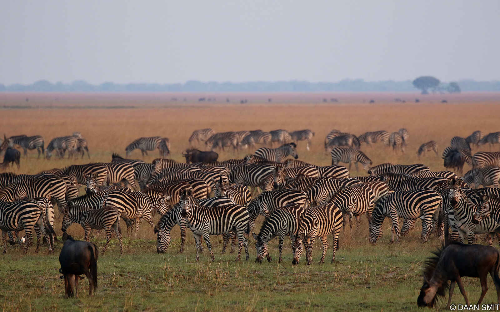 King Lewanika Lodge: Große Herden von Zebras und Gnus King Lewanika Lodge: Große Herden von Zebras und Gnus