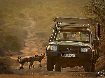 Laikipia Wilderness Palm Camp: Auf Pirschfahrt Laikipia Wilderness Palm Camp: Auf Pirschfahrt