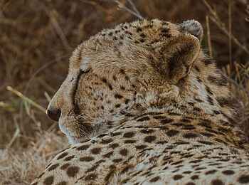 Last Word Madikwe Lodge: Gepard