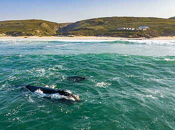 Lekkerwater Beach Lodge: Wale am Strand Lekkerwater Beach Lodge: Wale am Strand