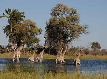 Macatoo Camp: Giraffen-Bad