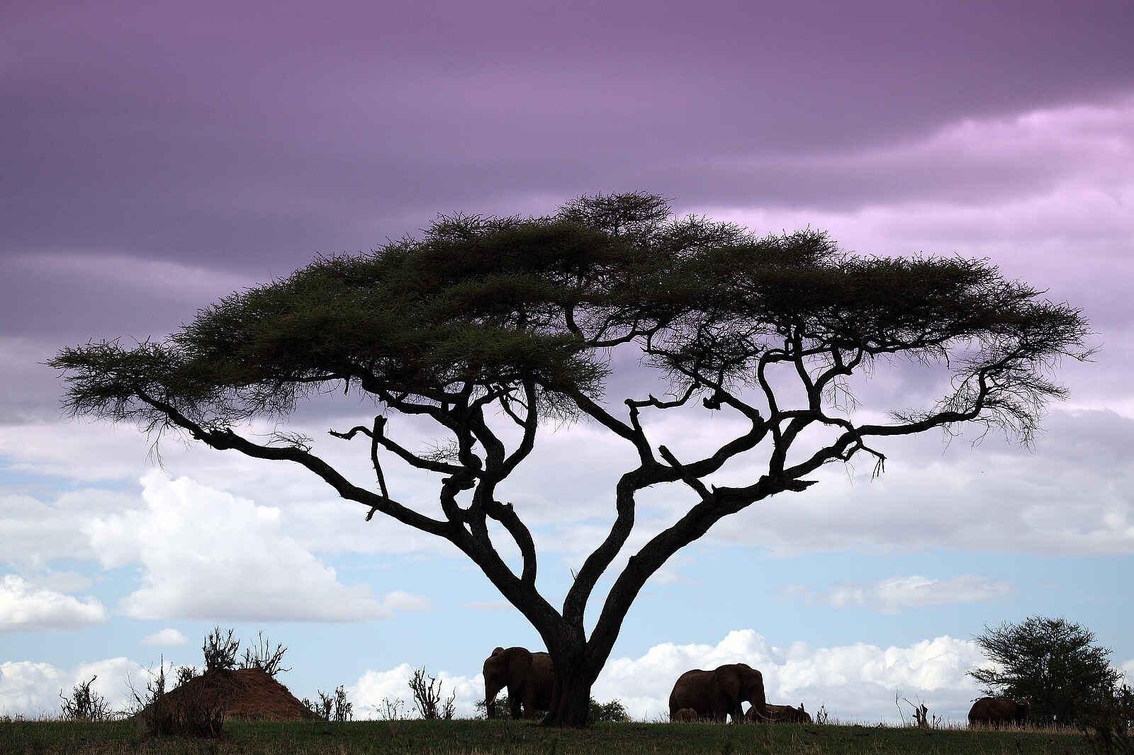 Manyara Ranch: Himmlisches Farbenspiel Manyara Ranch: Himmlisches Farbenspiel