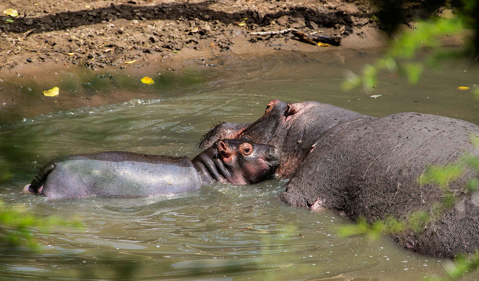 Mara Toto Tree Camp: Nilpferd mit Baby Mara Toto Tree Camp: Nilpferd mit Baby