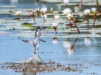 Mma Tsebe Tented Camp: Graufischer mit Beute Mma Tsebe Tented Camp: Graufischer mit Beute