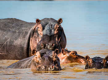 Mopriri Camp: Nilpferde im Wasser Mopriri Camp: Nilpferde im Wasser