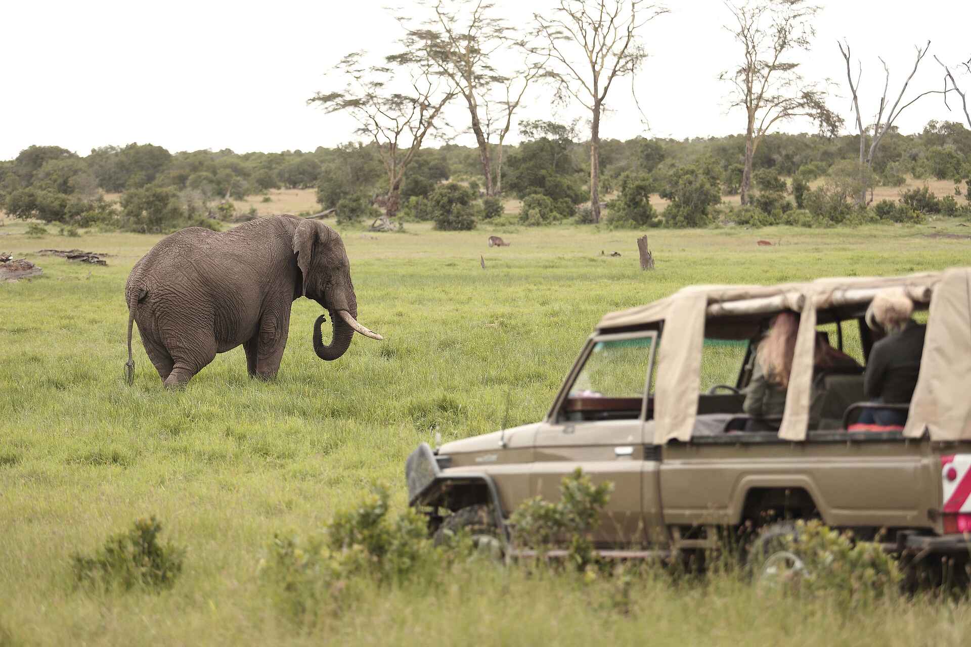 Ol Pejeta Bush Camp: Game Drive