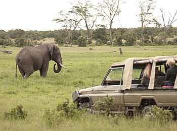 Ol Pejeta Bush Camp: Game Drive