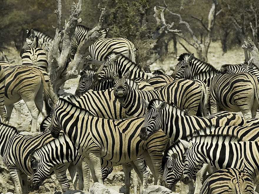 Ongava Tented Camp: Zebras Ongava Tented Camp: Zebras