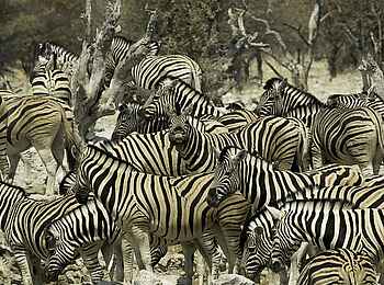Ongava Tented Camp: Zebras