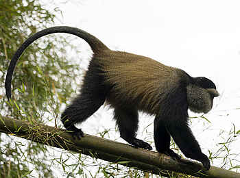 Sambora Kinigi Lodge: Meerkatze