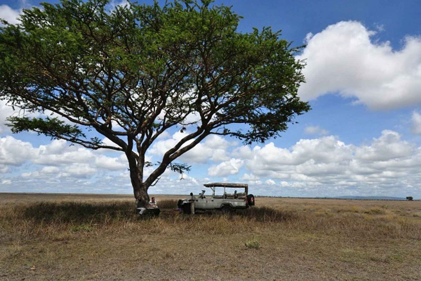 Sanctuary Serengeti Migration Camp: Pause im Schatten eines Baumes Sanctuary Serengeti Migration Camp: Pause im Schatten eines Baumes