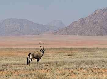 Serra Cafema: Oryx in weiter Landschaft