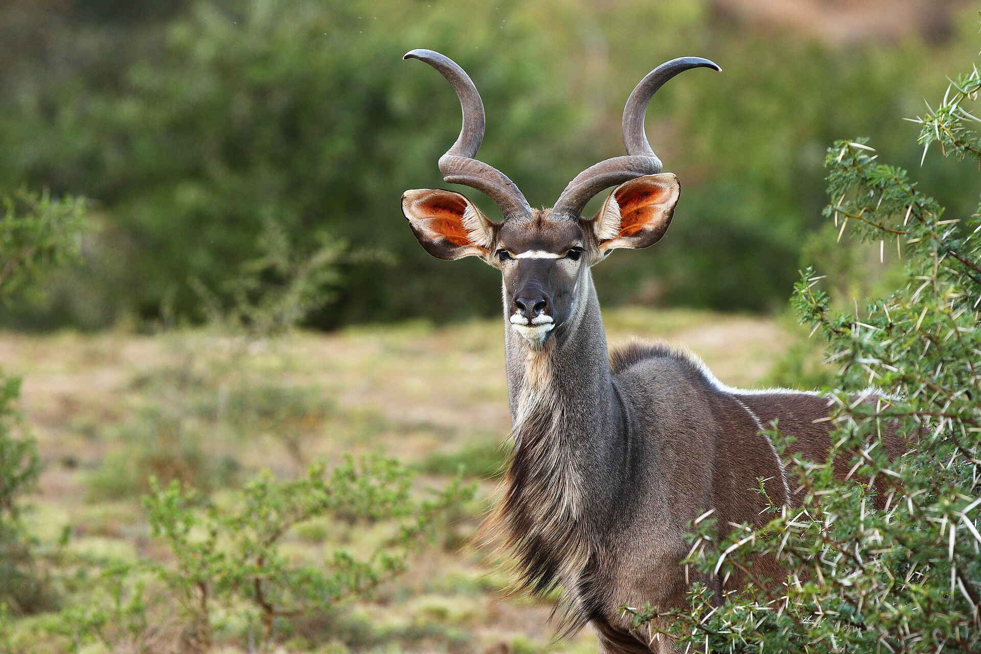 Sindile Luxury Tented Camp: Ein Kudu